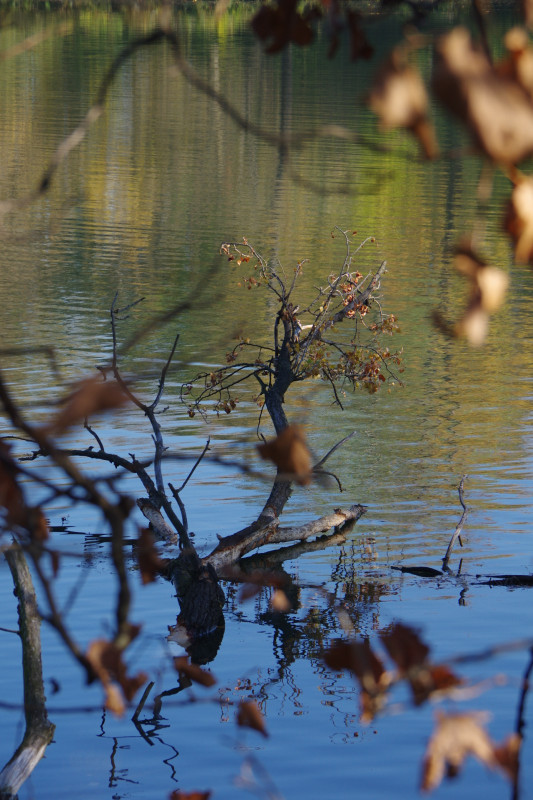 IMGP2671.JPG