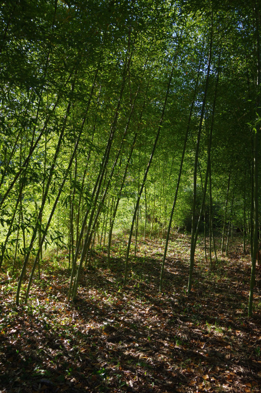 IMGP2688.JPG