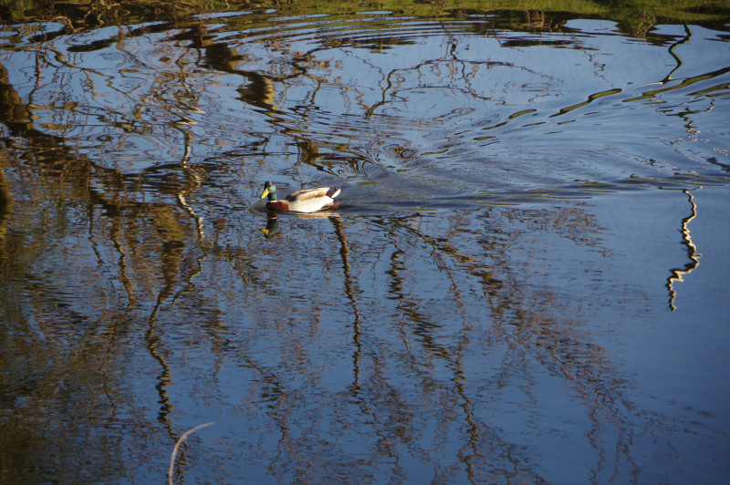 IMGP0290.JPG