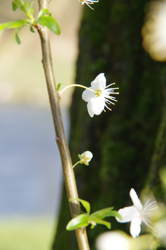 IMGP0318.JPG
