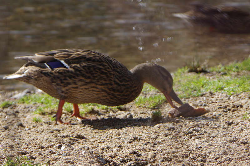 IMGP0242.JPG