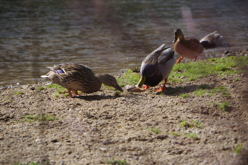 IMGP0243.JPG