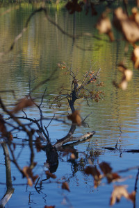 IMGP2671.JPG
