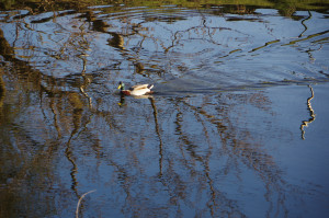 IMGP0290.JPG