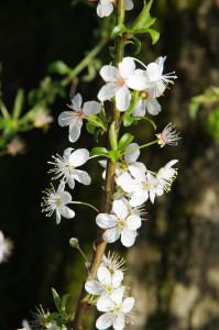 IMGP0315.JPG