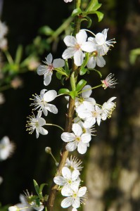 IMGP0316.JPG