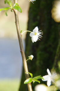IMGP0318.JPG