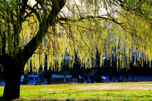 IMGP0332.JPG