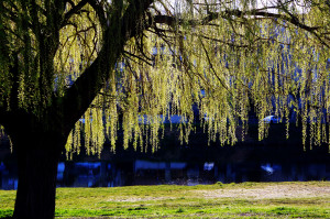 IMGP0333.JPG