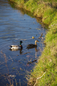 IMGP0339.JPG