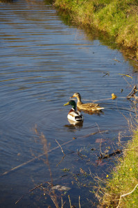 IMGP0340.JPG