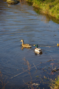IMGP0341.JPG
