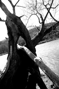 IMGP0226.JPG