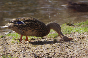 IMGP0242.JPG