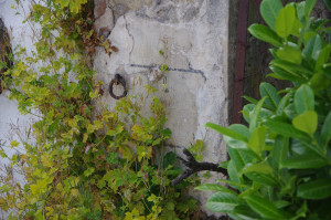 IMGP0927.JPG