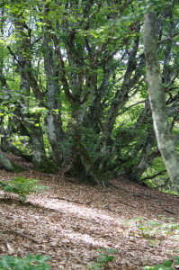 IMGP1175.JPG