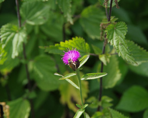 IMGP1178.JPG