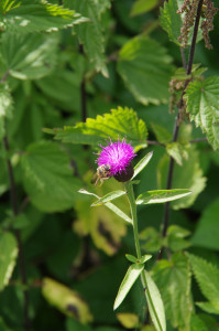 IMGP1179.JPG