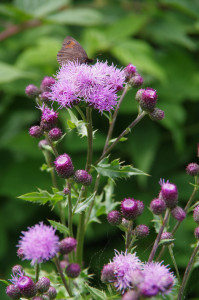 IMGP1183.JPG