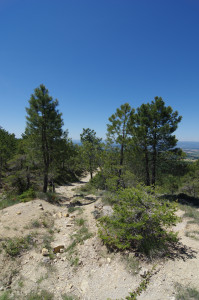 IMGP0714.JPG