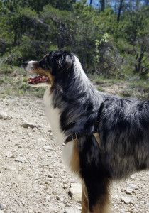 IMGP0719.jpg