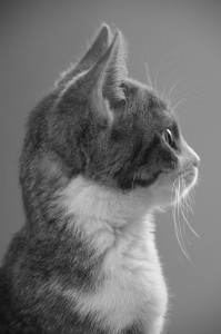 IMGP0303.JPG