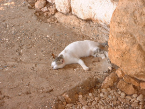 DSCF0110.JPG