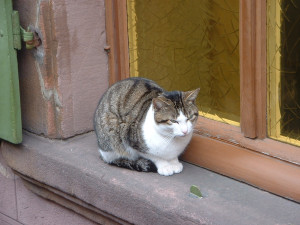 DSCF0014.JPG