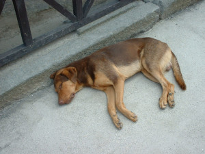 DSCF0173.JPG