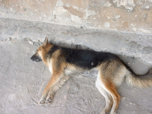 DSCF0175.JPG