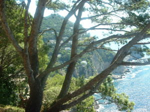 DSCF0243.JPG