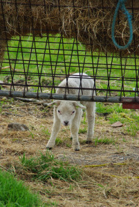 Recovered_JPEG%20Digital%20Camera_588.jpg