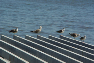 IMGP0128.JPG