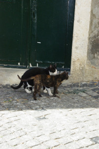 IMGP0135.JPG