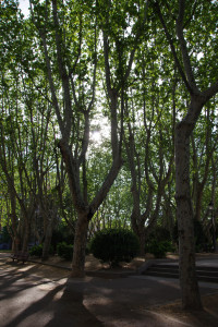 IMGP1264.JPG
