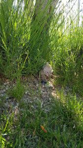 20170528_172832.jpg
