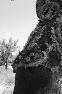 DSCF5333.JPG