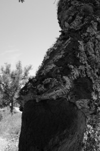 DSCF5334.JPG