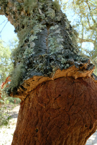 DSCF5337.JPG