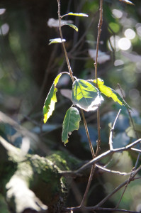 IMGP2393.JPG