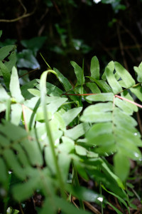 DSCF5210.JPG