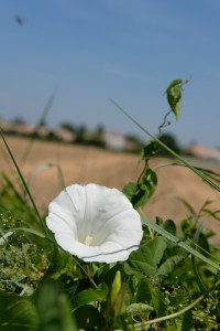 DSCF5047.JPG