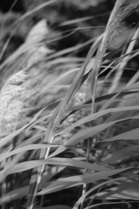 DSCF5056.JPG