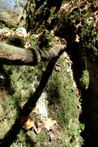 DSCF6099.JPG