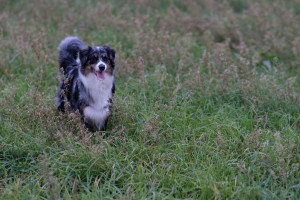 2019010118424217-DSCF8236.jpg