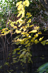 DSCF8217.JPG