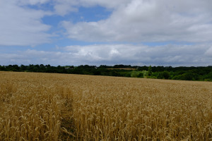 DSCF0168.JPG