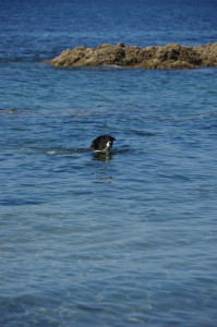 IMGP0812.JPG