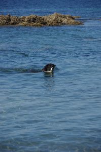 IMGP0813.JPG