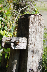 IMGP0815.JPG